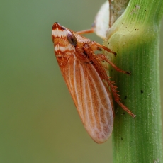 Cikadėlė - Aphrodes makarovi | Fotografas Gintautas Steiblys