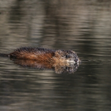 Ondatra - Ondatra zibethicus | Fotografas Gintautas Steiblys
