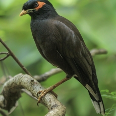 Paprastoji maina - Acridotheres tristis | Fotografas Gintautas Steiblys