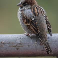 Naminis žvirblis - Passer domesticus | Fotografas Gintautas Steiblys