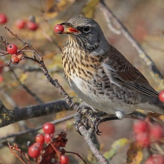 Smilginis strazdas - Turdus pilaris | Fotografas Gintautas Steiblys