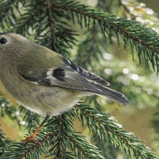 Paprastasis nykštukas - Regulus regulus | Fotografas Gintautas Steiblys