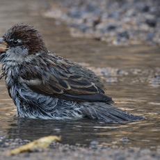 Naminis žvirblis - Passer domesticus | Fotografas Gintautas Steiblys