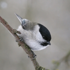 Paprastoji pilkoji zylė - Poecile palustris | Fotografas Gintautas Steiblys