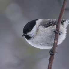 Paprastoji pilkoji zylė - Poecile palustris | Fotografas Gintautas Steiblys