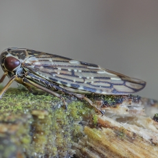 Cikadėlė - Acericerus ribauti | Fotografas Gintautas Steiblys