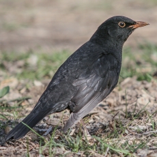 Juodasis strazdas - Turdus merula ♂ | Fotografas Gintautas Steiblys