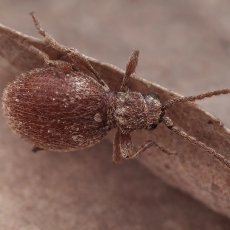 Paprastasis vorvabalis - Ptinus fur | Fotografas Gintautas Steiblys
