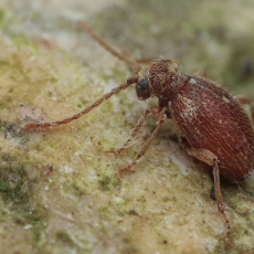 Paprastasis vorvabalis - Ptinus fur | Fotografas Gintautas Steiblys