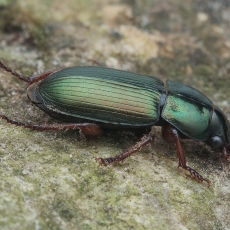 Žaliasis vikriažygis - Harpalus affinis | Fotografas Gintautas Steiblys