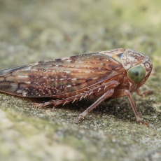 Cikadėlė - Acericerus ribauti | Fotografas Gintautas Steiblys