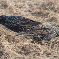 Paprastasis varnėnas - Sturnus vulgaris | Fotografas Gintautas Steiblys