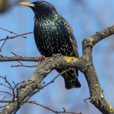 Paprastasis varnėnas - Sturnus vulgaris | Fotografas Gintautas Steiblys