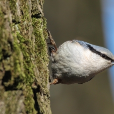 Eurazinis bukutis - Sitta europaea | Fotografas Gintautas Steiblys