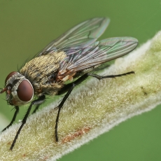 Pilkoji lavonmusė - Pollenia sp.  | Fotografas Gintautas Steiblys