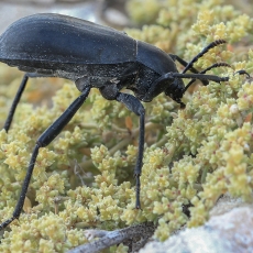 Juodvabalis - Lithoblaps plana | Fotografas Gintautas Steiblys
