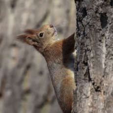 Paprastoji voverė - Sciurus vulgaris | Fotografas Gintautas Steiblys
