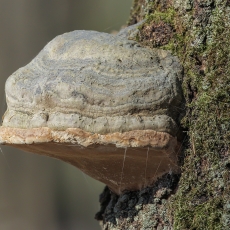 Tikroji pintis - Fomes fomentarius | Fotografas Gintautas Steiblys