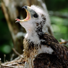 Paprastasis suopis - Buteo buteo, juv. | Fotografas Gintautas Steiblys