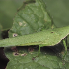 Raukšlianugaris skėrys - Atractomorpha crenulata | Fotografas Gintautas Steiblys