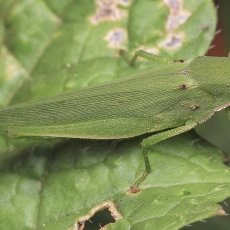 Raukšlianugaris skėrys - Atractomorpha crenulata | Fotografas Gintautas Steiblys