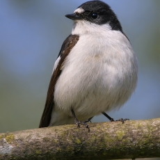 Margasparnė musinukė - Ficedula hypoleuca ♂ | Fotografas Gintautas Steiblys