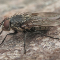 Pilkoji lavonmusė - Pollenia sp. | Fotografas Gintautas Steiblys