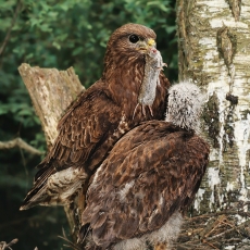 Paprastasis suopis - Buteo buteo | Fotografas Gintautas Steiblys