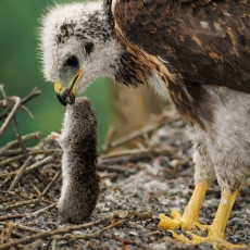Paprastasis suopis - Buteo buteo, juv. | Fotografas Gintautas Steiblys