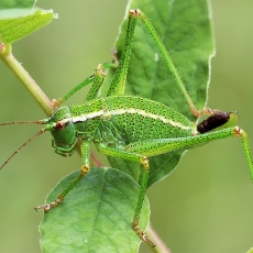 Šilinis pjūklius - Barbitistes constrictus ♀ | Fotografas Gintautas Steiblys
