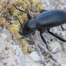 Juodvabalis - Lithoblaps plana | Fotografas Gintautas Steiblys