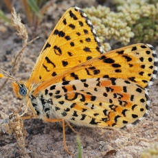 Dykuminė šaškytė - Melitaea deserticola | Fotografas Gintautas Steiblys