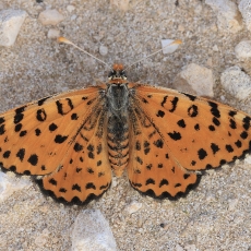 Dykuminė šaškytė - Melitaea deserticola | Fotografas Gintautas Steiblys