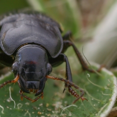 Dvitaškis žygis - Anisodactylus binotatus | Fotografas Gintautas Steiblys