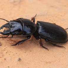 Žygis - Scarites striatus | Fotografas Gintautas Steiblys