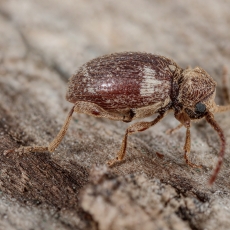Paprastasis vorvabalis - Ptinus fur | Fotografas Gintautas Steiblys