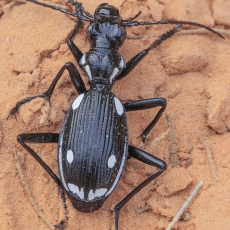 Žygis - Anthia sexmaculata | Fotografas Gintautas Steiblys