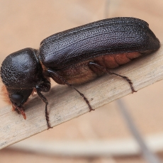 Gaubtavabalis - Phonapate nitidipennis | Fotografas Gintautas Steiblys