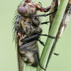 Pilkoji lavonmusė - Pollenia sp. | Fotografas Gintautas Steiblys