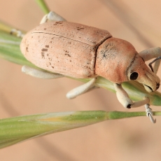 Straubliukas - Pycnodactylopsis tomentosa | Fotografas Gintautas Steiblys