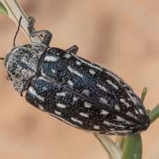 Blizgiavabalis - Julodis onopordi ssp. splichali | Fotografas Gintautas Steiblys