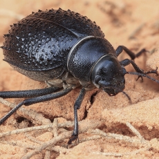 Juodvabalis - Pimelia confusa | Fotografas Gintautas Steiblys