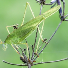 Lakštasparnis pjūklius - Phaneroptera falcata | Fotografas Gintautas Steiblys