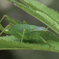 Kališevskio pjūklius - Isophya kalishevskii ♀ | Fotografas Gintautas Steiblys