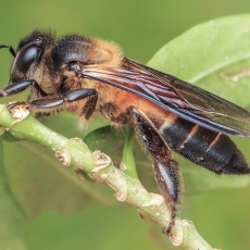 Didžioji medunešė bitė - Apis dorsata | Fotografas Gintautas Steiblys