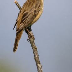 Ežerinė nendrinukė - Acrocephalus schoenobaenus | Fotografas Gintautas Steiblys