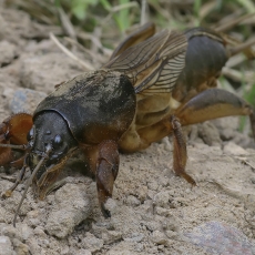 Paprastasis kurklys - Gryllotalpa gryllotalpa | Fotografas Gintautas Steiblys