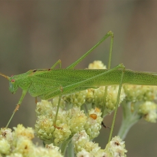 Lakštasparnis pjūklius - Phaneroptera falcata ♂ | Fotografas Gintautas Steiblys