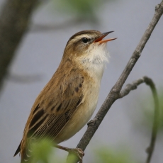 Ežerinė nendrinukė - Acrocephalus schoenobaenus | Fotografas Gintautas Steiblys
