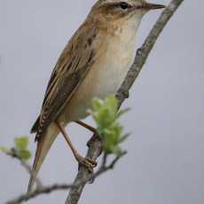Ežerinė nendrinukė - Acrocephalus schoenobaenus | Fotografas Gintautas Steiblys